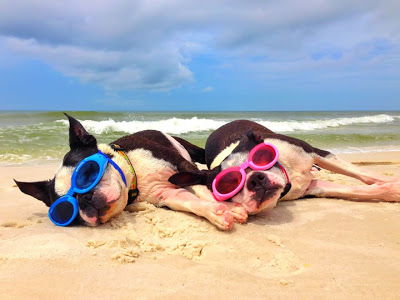 dog friendly beaches florida panhandle